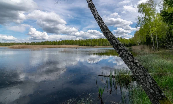 spring landscape with a developed bog lake, swampy meadows and bogs wonderful cumulus clouds and reflections in the water, Sedas heath, Latvia