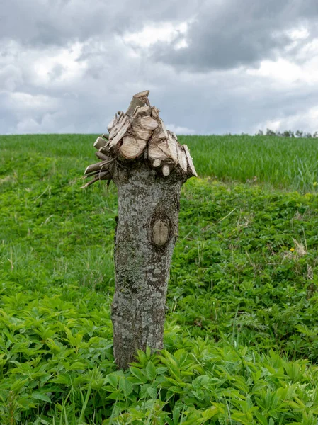 Foto Med Inverterad Lind Trädstam Bakgrund Grönt Gräs — Stockfoto