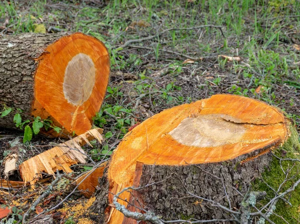 Imagen Con Sección Árbol Madera Cortada Con Grietas Anillos Anuales —  Fotos de Stock