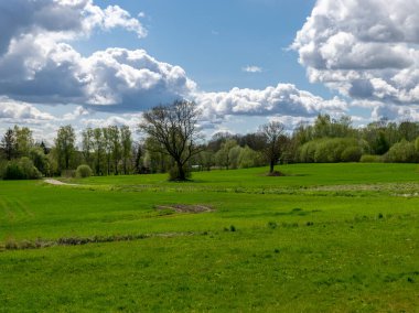 Parlak yeşil çimenler ve güzel beyaz kümülüs bulutlarıyla geniş bir bahar manzarası.