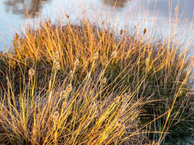 Bataklık bitkisi, arka plan resmi Madiesenu bataklığı, Kocenu bölgesi, Letonya