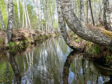 Bataklık hendeği olan bir manzara, kenarları boyunca beyaz huş ağaçları, bataklık otları ve yosunları, karanlık bataklık suyunda harika yansımalar.