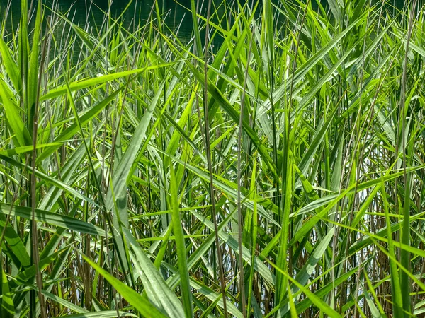 Foto Met Heldergroene Bladeren Groene Riettextuur — Stockfoto