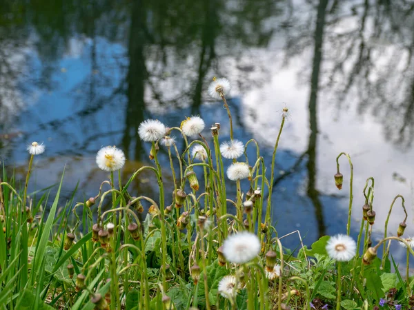 Imagen Con Cabezas Esponjosas Flores Pie Potro Florecientes — Foto de Stock