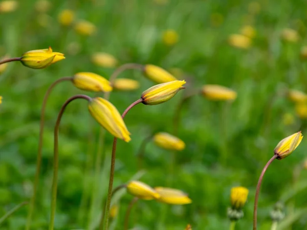 鮮やかな牧草地野生のチューリップとタンポポ黄色と緑に支配された春の風景 — ストック写真