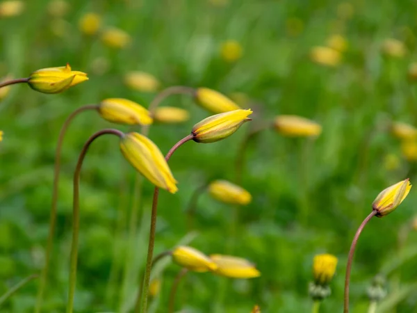 Paysage Printanier Avec Prairie Lumineuse Tulipes Sauvages Avec Des Pissenlits — Photo