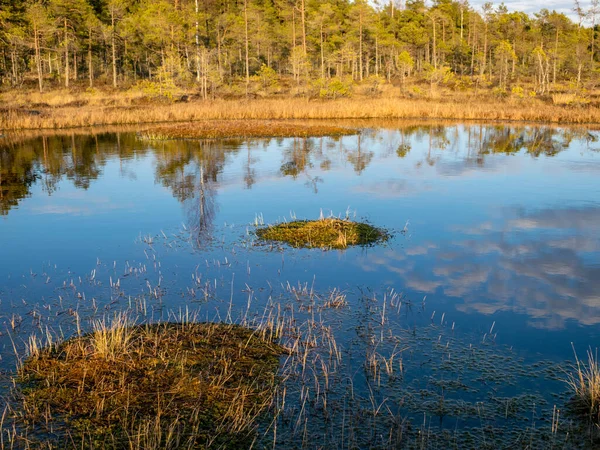 Colorful Evening Sunset Bog Lake Crystal Clear Lake Bog Evening — Stock Photo, Image