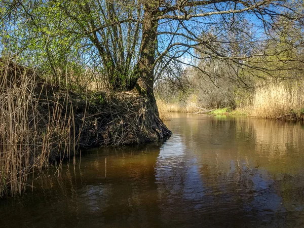 Landschaft Mit Einem Kleinen Wilden Flussufer Dem Ersten Frühlingsgrün Schilf — Stockfoto