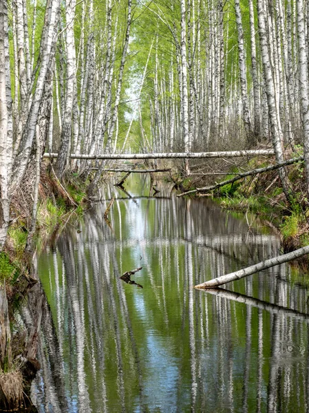 photo with water in channel ditch at drained wetlands area, trees fell across the ditch, Sedas heath, Latvia