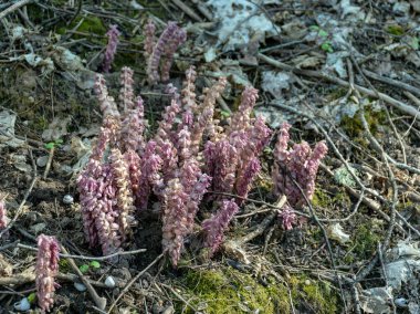 Bahar bitkilerinin olduğu bir resim, yaprak döken veya kozalaklı ağaçlardaki parazitler (Toothwort), tüm bitki pembedir, kökü dallıdır, gövdesi kalındır.