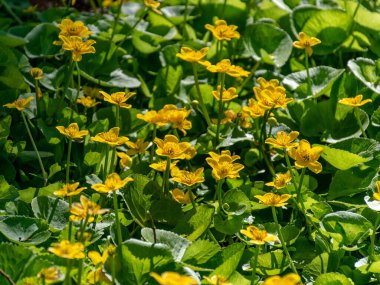 Parlak yeşil arkaplanda parlak sarı çiçek parçaları olan fotoğraf, güzel doku, gösterişli renkler.