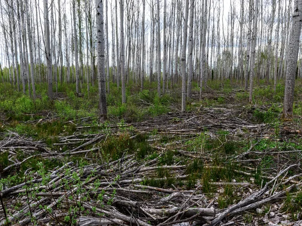 Paisaje Primaveral Con Siluetas Árboles Desnudos Ramas Árboles Cortados Suelo — Foto de Stock