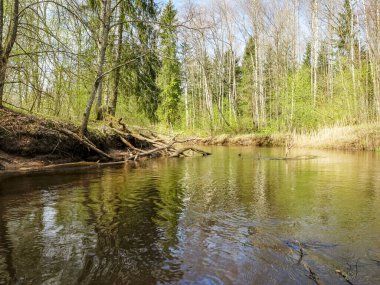 Küçük, vahşi bir nehir kıyısına sahip manzara, ilk bahar yeşilliği, geçen yılın sazlıkları, sudaki ağaç yansımaları, Seda Nehri, Letonya