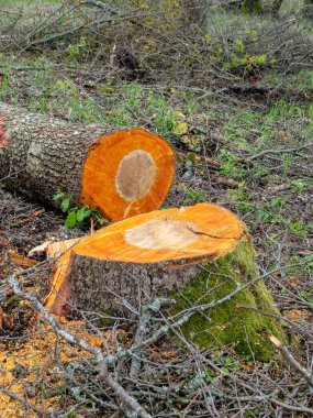 Eski büyük kütüklü bahar resmi, büyük kısıtlı ağaç parkta bir insan tarafından kesiliyordu.