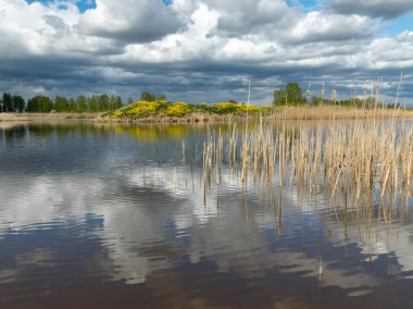 Kümülüs bulutlarının gölde yansıdığı güzel, sakin bir gökyüzü manzarası. Geçen yılın kuru sazları.
