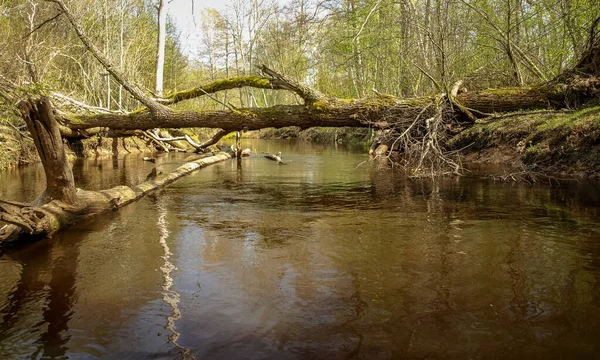 Paisaje Con Una Pequeña Orilla Del Río Salvaje Troncos Árboles —  Fotos de Stock