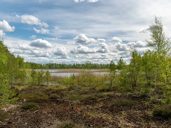 colorful spring landscape in a peat bog, bog texture, Sedas moor, Latvia