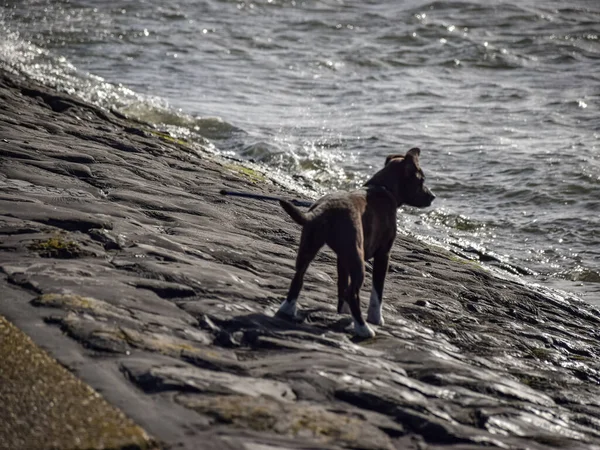 ビーチで遊んでいる子犬の写真 — ストック写真