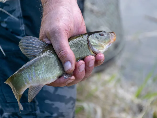 Imagem Uma Mão Humana Segurando Peixe Pesca Como Conceito Lazer — Fotografia de Stock