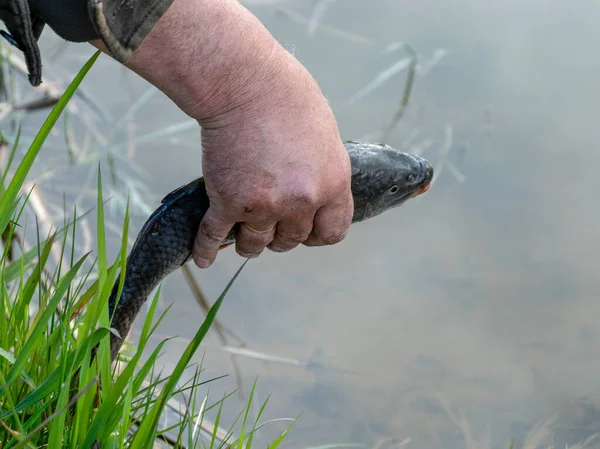 Bild Einer Menschlichen Hand Die Einen Fisch Hält Angeln Als — Stockfoto