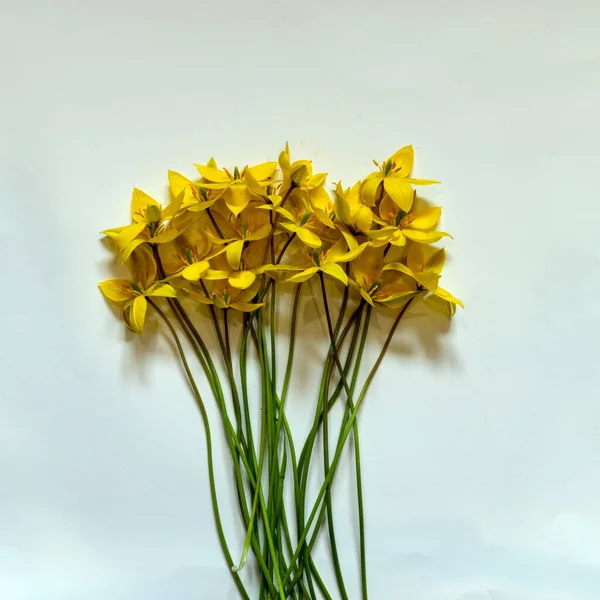 Photo Yellow Bouquet Wild Tulips Light Background — Stock Photo, Image