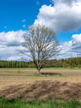 Yalnız bir ağaç siluetiyle tarlanın ortasında bahar manzarası