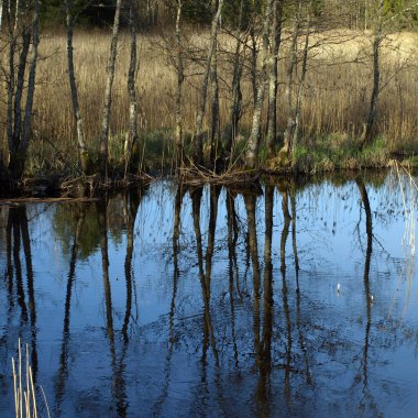Küçük, vahşi bir nehir kıyısına sahip manzara, ilk bahar yeşilliği, geçen yılın sazlıkları, sudaki ağaç yansımaları, Seda Nehri, Letonya