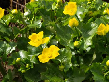 Sarı yapraklı bitki. Bataklık Marigold (Caltha palustris) grubu küçük bir nehrin yanında büyümekte, bahar parlak bir şekilde çiçek açmaktadır. Sarı ilkbahar çiçeği yakın görünüm sağlar.