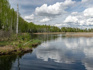 Bahar manzarası gelişmiş bir bataklık gölü, bataklık çayırları ve bataklıklar harika kümülüs bulutları ve su yansımaları, Sedas fundalığı, Letonya