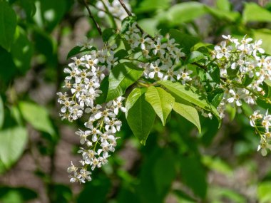 İlk bahar çiçekleriyle resim