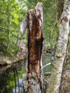 Yeşil orman arka planında ağaç gövdeleri olan bir resim