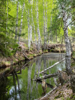Bataklık hendeği olan bir manzara, kenarları boyunca beyaz huş ağaçları, bataklık otları ve yosunları, karanlık bataklık suyunda harika yansımalar.