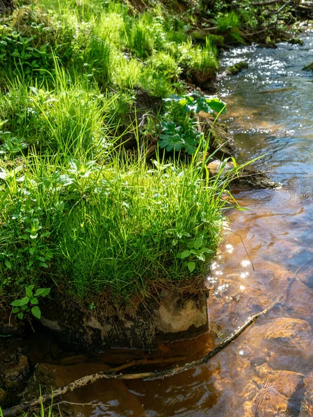 春天的风景来自一条小河 河岸上有许多明亮的草 枝条弯弯曲曲穿过河流 — 图库照片