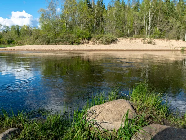 colorful spring landscape with a river, in the waters of which clouds are reflected, the banks of the river are covered with trees, the first spring greenery in nature, stones and green grass in the foreground, river Gauja, Latvia