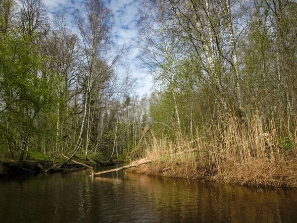 Ландшафт Невеликим Диким Берегом Річок Перша Весняна Зелень Очерет Минулого — стокове фото