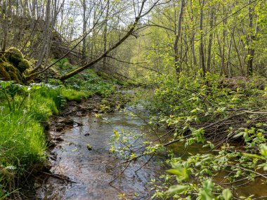 Küçük bir nehirden gelen bahar manzarası, kıyıda bir sürü çimen, nehir boyunca uzanan dallar.