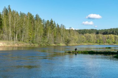 Bulutların yansıdığı sularda bir nehir bulunan renkli bahar manzarası, nehrin kıyıları ağaçlarla kaplı, doğadaki ilk bahar yeşilliği, Gauja nehri, Letonya