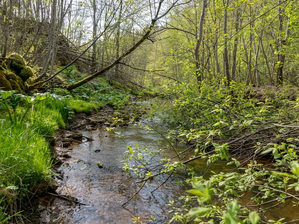 Küçük bir nehirden gelen bahar manzarası, kıyıda bir sürü çimen, nehir boyunca uzanan dallar.