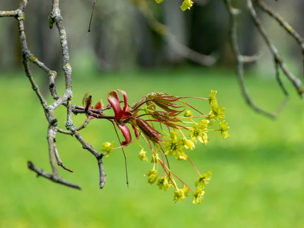 picture with first leaves and buds on a sunny spring day, in nature everything thrives and green