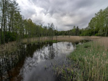 Suyun içinde güzel gökyüzü, bulutlar ve ağaç yansımaları olan renkli bahar manzarası.