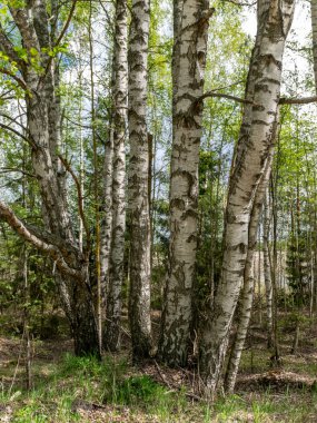 Yeşil orman arka planında ağaç gövdeleri olan bir resim