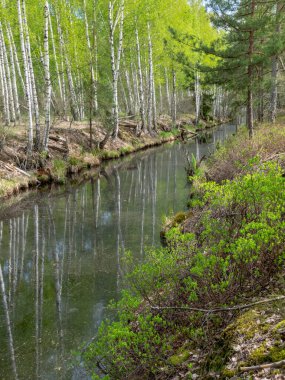 Bataklık hendeği olan bir manzara, kenarları boyunca beyaz huş ağaçları, bataklık otları ve yosunları, karanlık bataklık suyunda harika yansımalar.