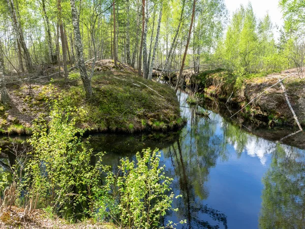 Landschap Met Een Moerassloot Witte Berken Langs Randen Moerasgras Mos — Stockfoto