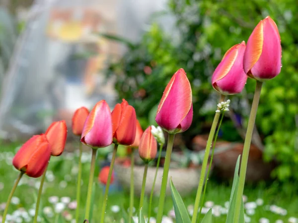 Landscape Bright Red Tulips Garden Rain — Stock Photo, Image