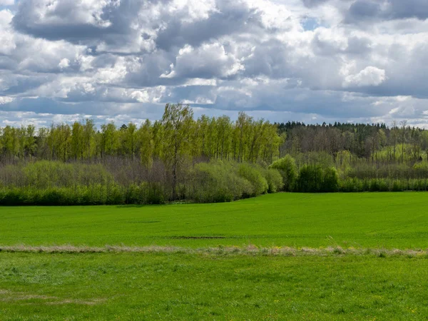 Extenso Paisaje Primavera Con Hierba Verde Brillante Hermosas Nubes Cúmulo —  Fotos de Stock