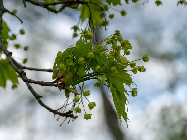 picture with first leaves and buds on a sunny spring day, in nature everything thrives and green