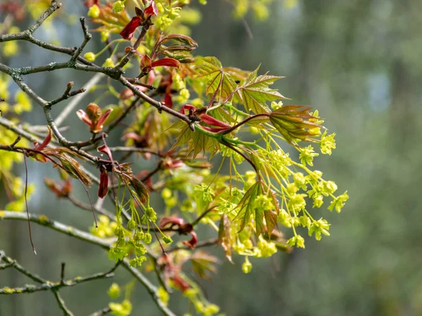 Bild Mit Ersten Blättern Und Knospen Einem Sonnigen Frühlingstag Der — Stockfoto