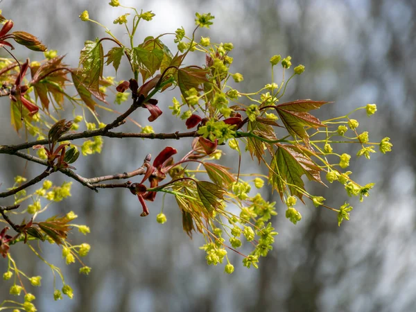 Bild Mit Ersten Blättern Und Knospen Einem Sonnigen Frühlingstag Der — Stockfoto