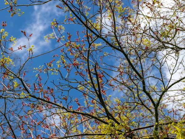 Quadro Com Primeiras Folhas Botões Dia Primavera Ensolarado Natureza Tudo — Fotografia de Stock