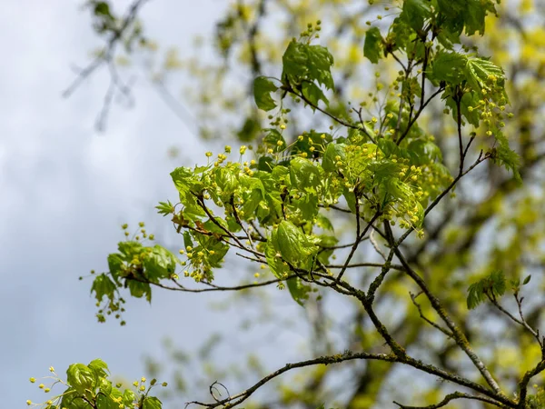 picture with first leaves and buds on a sunny spring day, in nature everything thrives and green